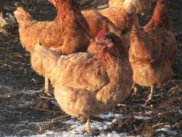 Worswell Hens doing as they please Worswell Hens doing as they please